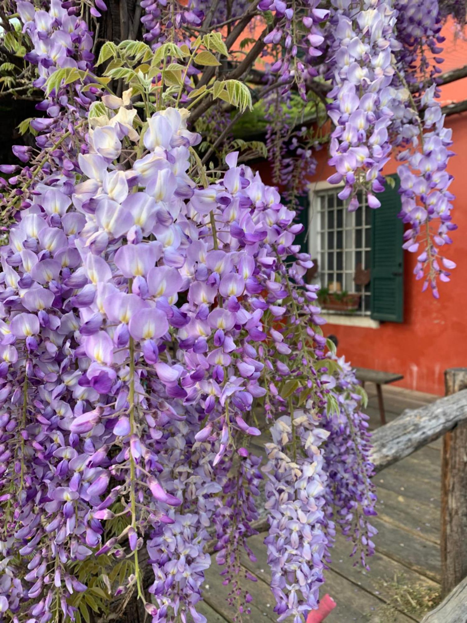 Santa Caterina Fattoria Amelia别墅 外观 照片